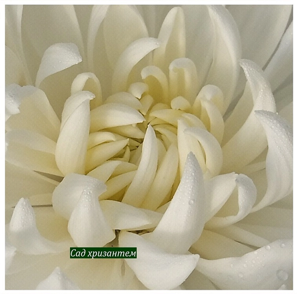 Хризантема крупноцветковая Calabria white ☘🌻 к.71 (нет в наличии)