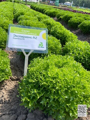 ЭКСПИРИЕНС семена салата (Rijk Zwaan | Alexagro)