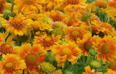 Гайлардия Меза Пич рассада конец апреля 26