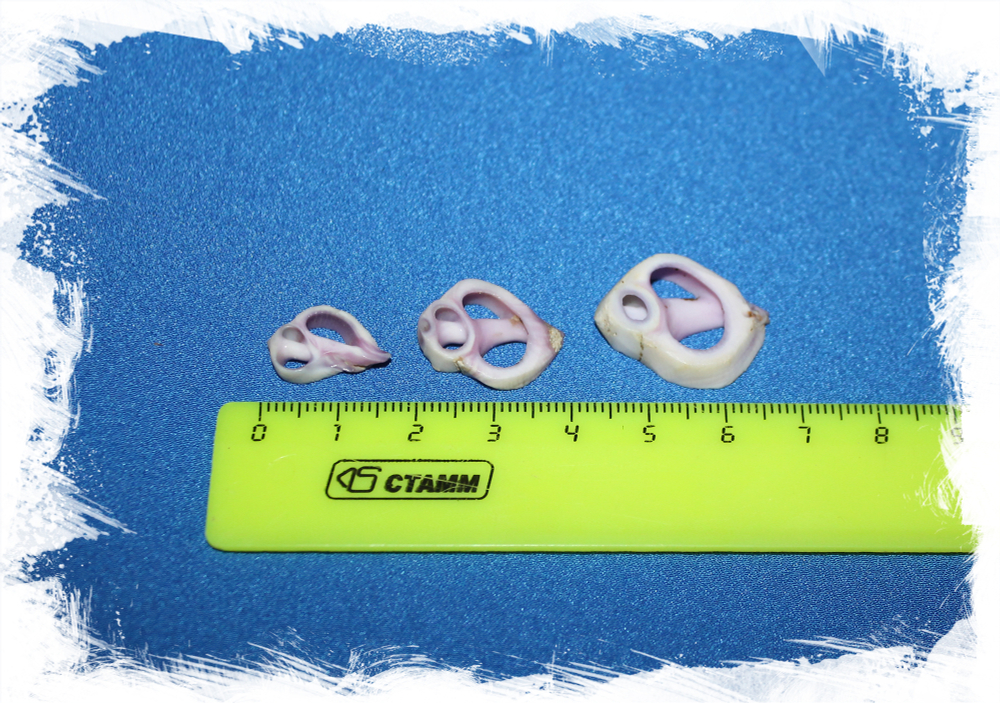 Морские ракушки с дырочками для украшений