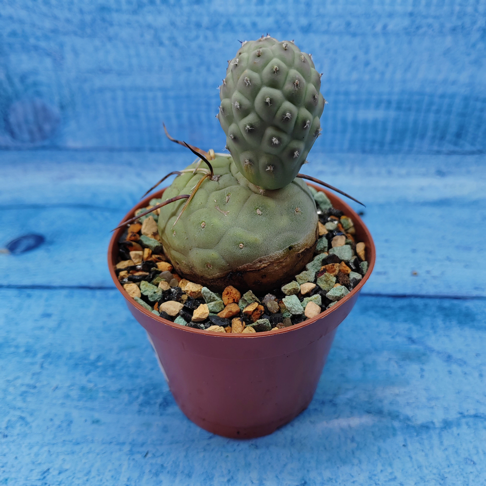 Tephrocactus Geometricus (Тефрокактус)