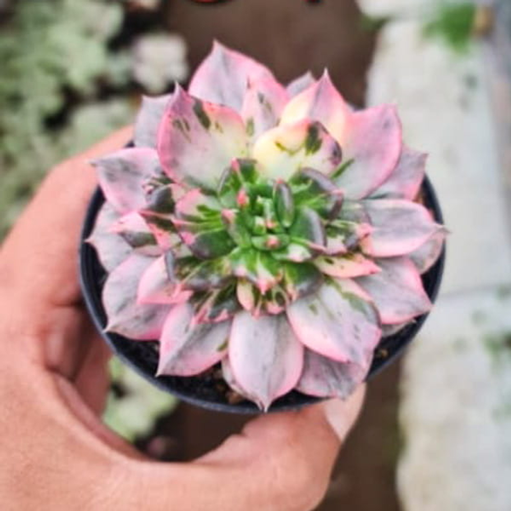 Эхеверия BLACK PINK STRIP STRIATA