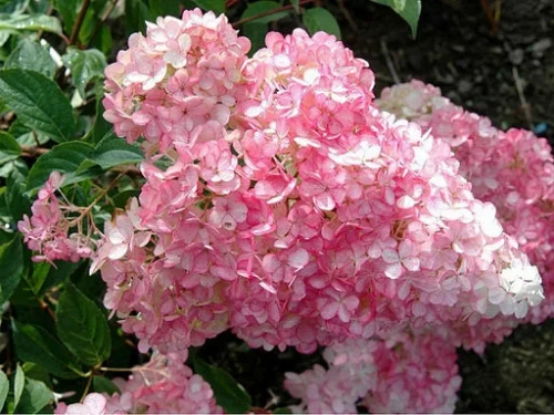 Строберри Блоссом (Hydrangea paniculata «Strawberry Blossom»)