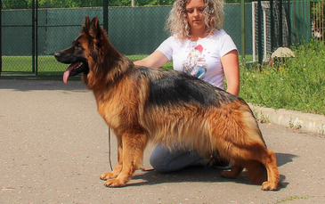 Длинношерстные суки