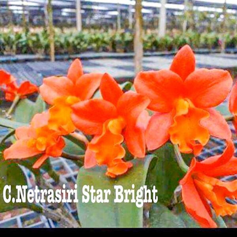Орхидея каттлея C. NETRASIRI STAR BRIGHT