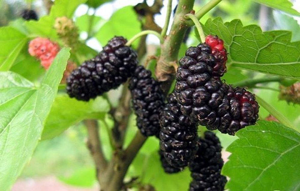 Шелковица черная (ОКС)