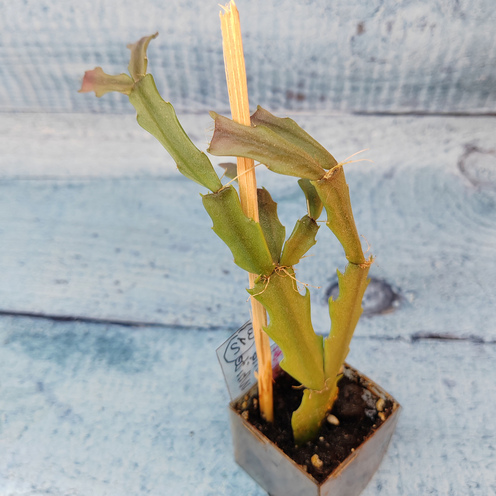 Schlumbergera Thor Wild Cactus White (Декабрист)