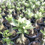 Адениум вариегатный FROZEN