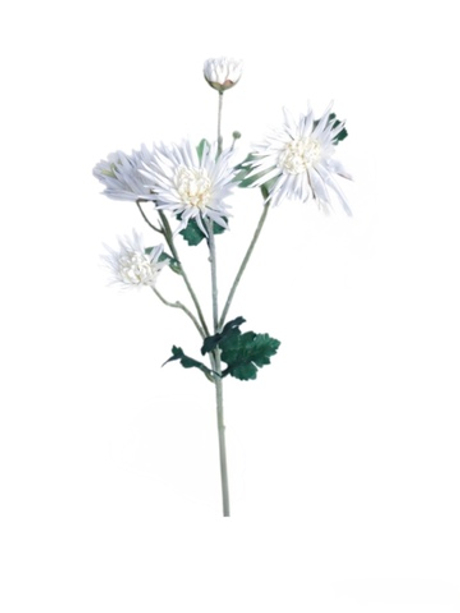 Хризантема Анастасия - Белый