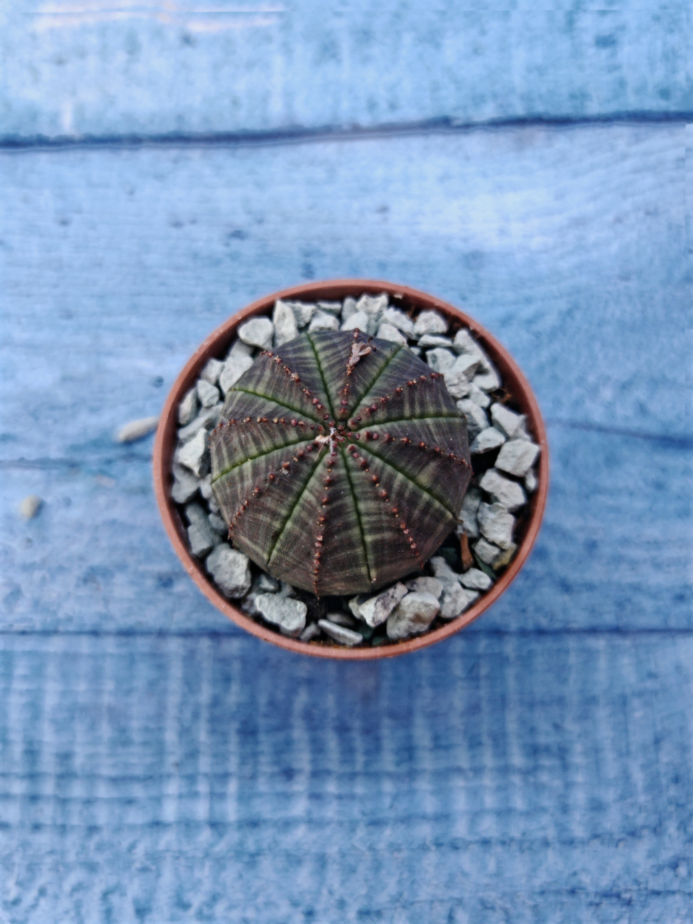 Суккулент Euphorbia Obesa (Эуфорбия)