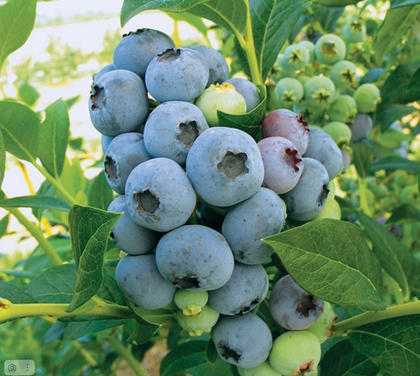 Голубика Блюкроп