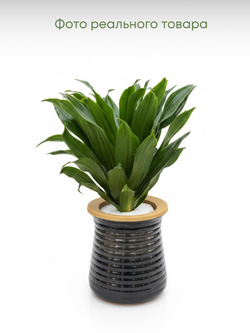 Драцена Sun God д.11 горшок с автополивом
