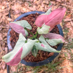 Сингониум RASPBERRY VAR