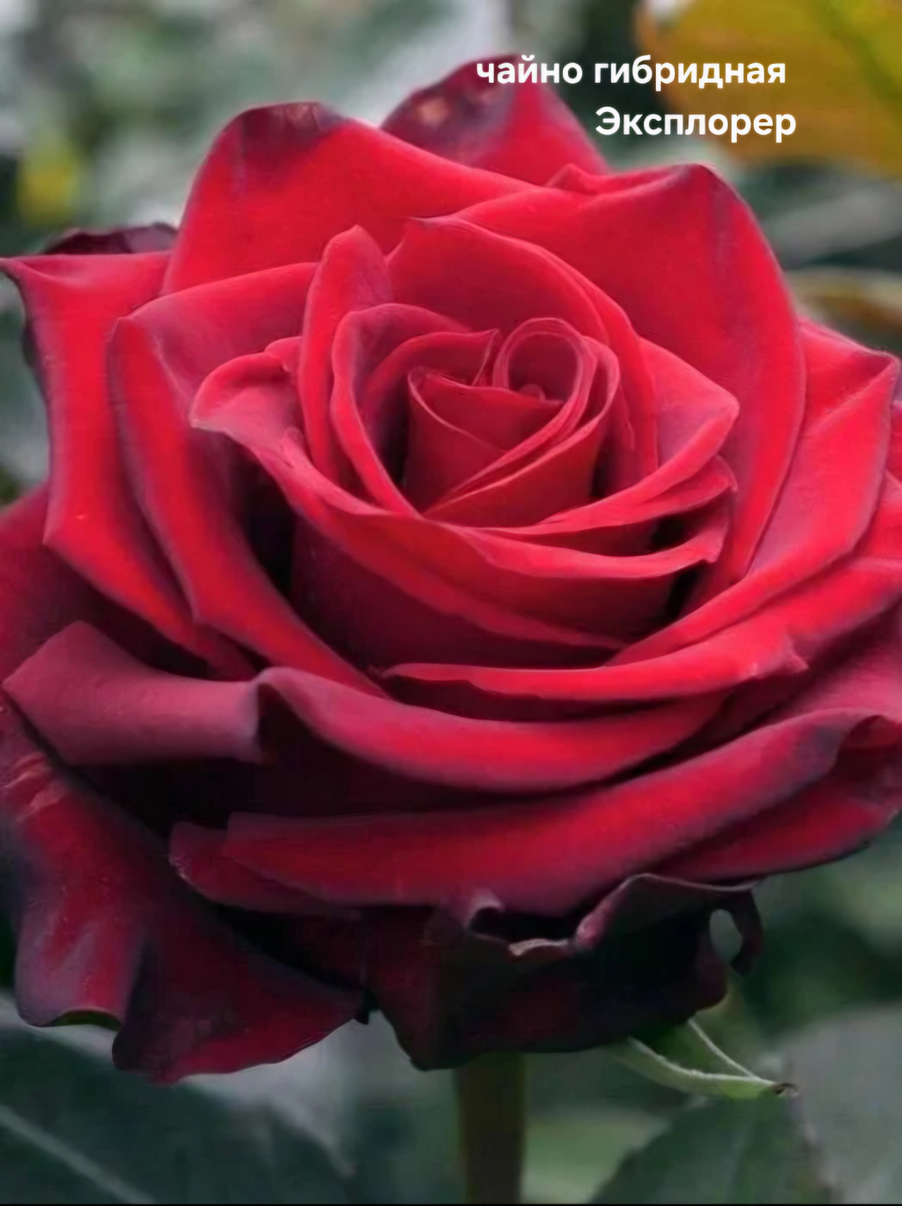 Саженцы роз чайно гибридная ЭКСПЛОРЕР
