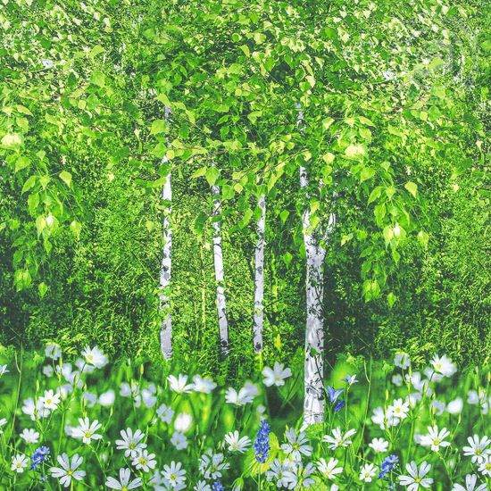 Комплект постельного белья Белая березонька поплин