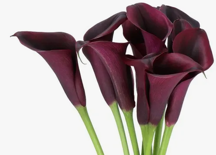 Калла Одесса 1 клубень, март 2026