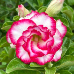 Адениум PHON SEDTHEE