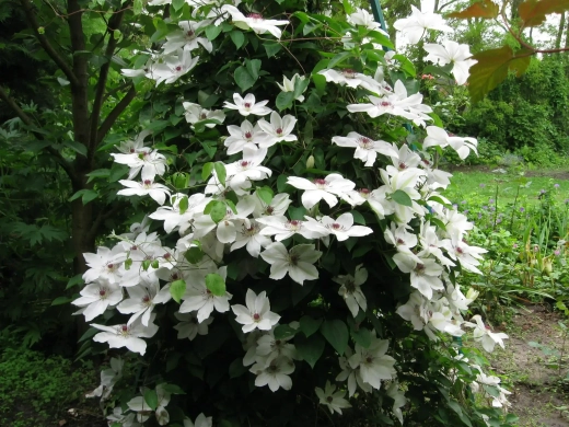 Клематис гибридный Матка Седлиска трехлетка наличие