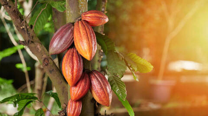 Еще немного про шоколад