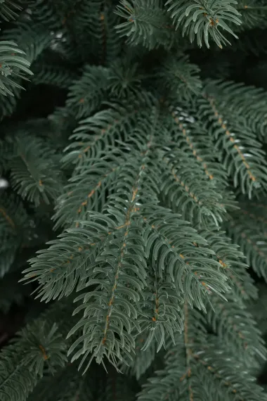 Искусственная елка Балтийская голубая 210 см., 100% литая хвоя, ЕлкиТорг (243210)