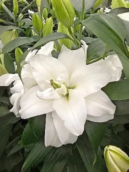 Лилия махровая Бонасера (восточный гибрид)