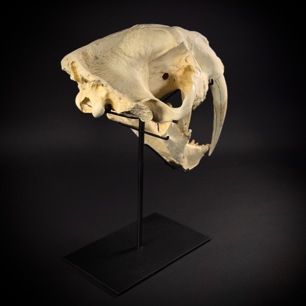 Smilodon на стойке