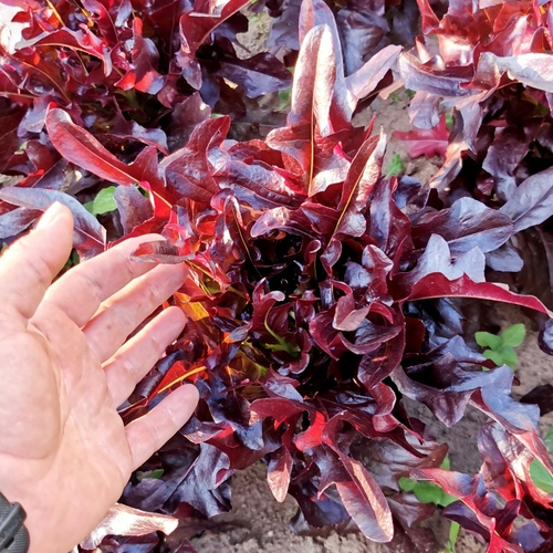Салат Чёрный Кардинал - Black Cardinal Lettuce