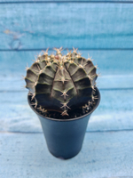 Gymnocalycium Mihanovichii black (Гимнокалициум)