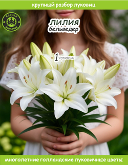 Лилия Луковица, Бельведер, 1 шт