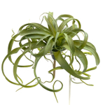 Тилландсия ксерографика большая