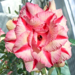 Адениум обесум 221 New Vĩnh Lộc 9