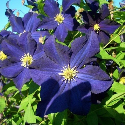 Клематис Виола С2