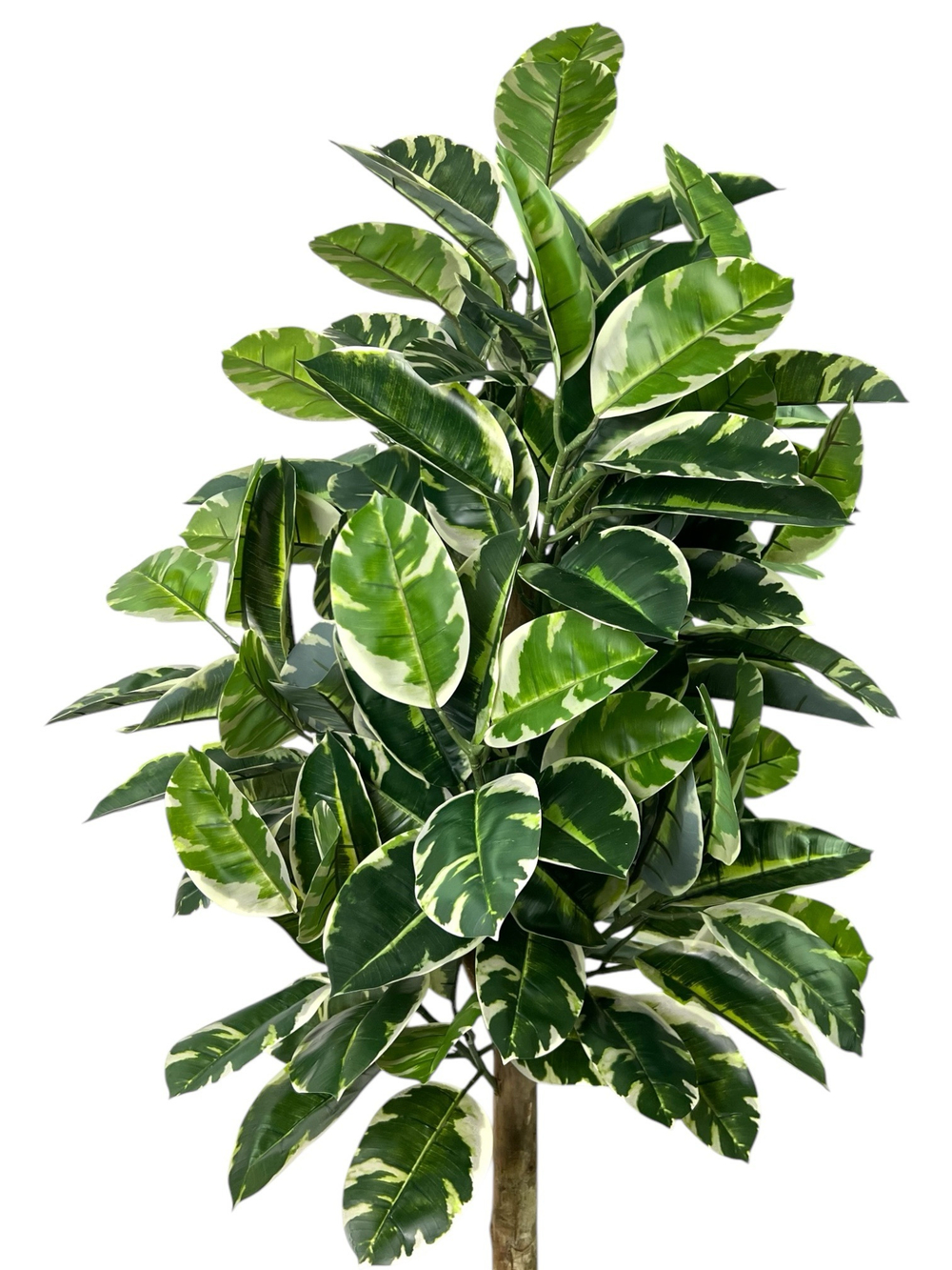 Фикус Эластика Тинеке 150 см.