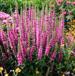 Дербенник (Lythrum) salicaria Rosy Gem