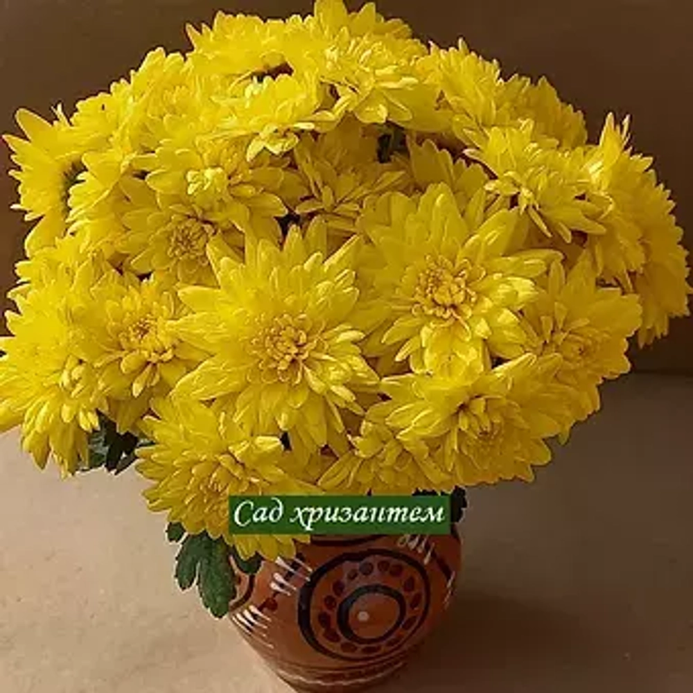 ярко желтые хризантема мультифлора сорта