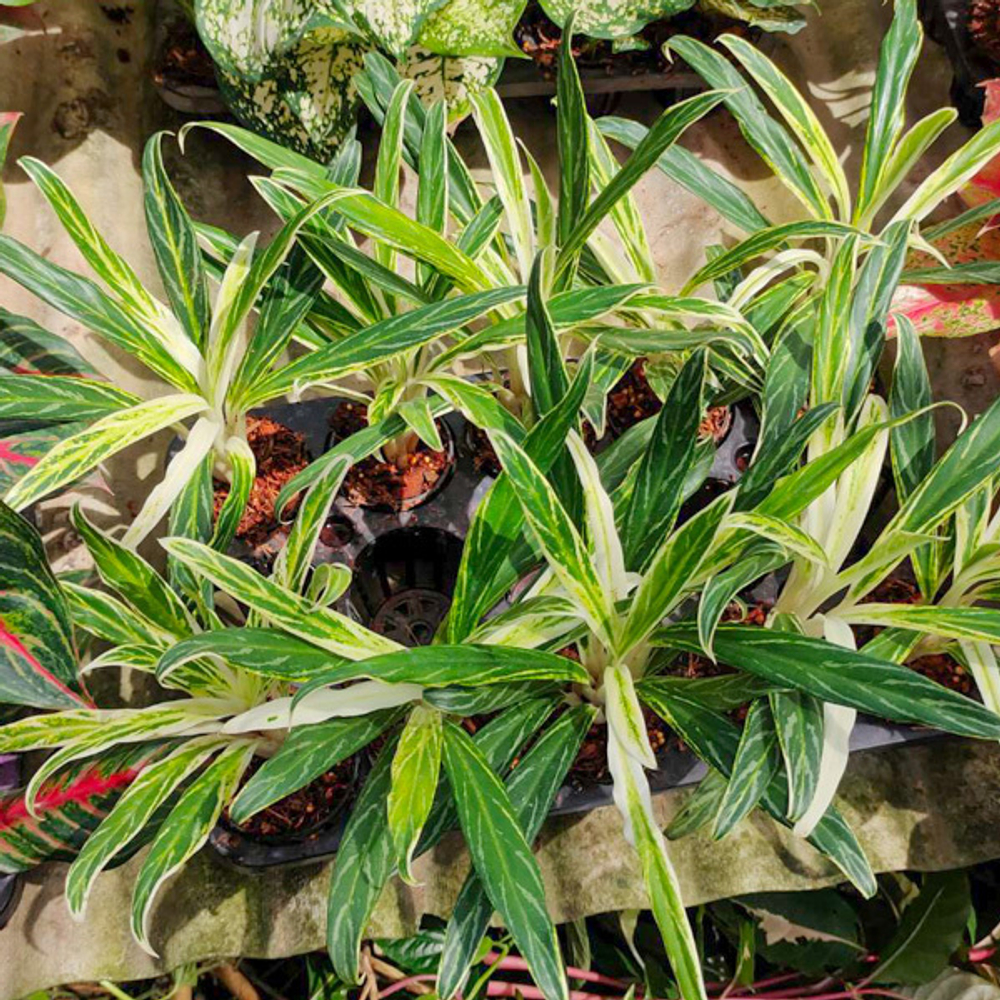 Аглаонема SEDTHEE RUANG KHAO