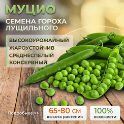 МУЦИО семена гороха (Syngenta | Alexagro)