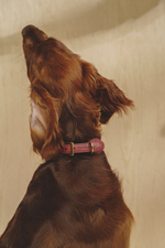 Ошейник "Пони-Макарони" Винный