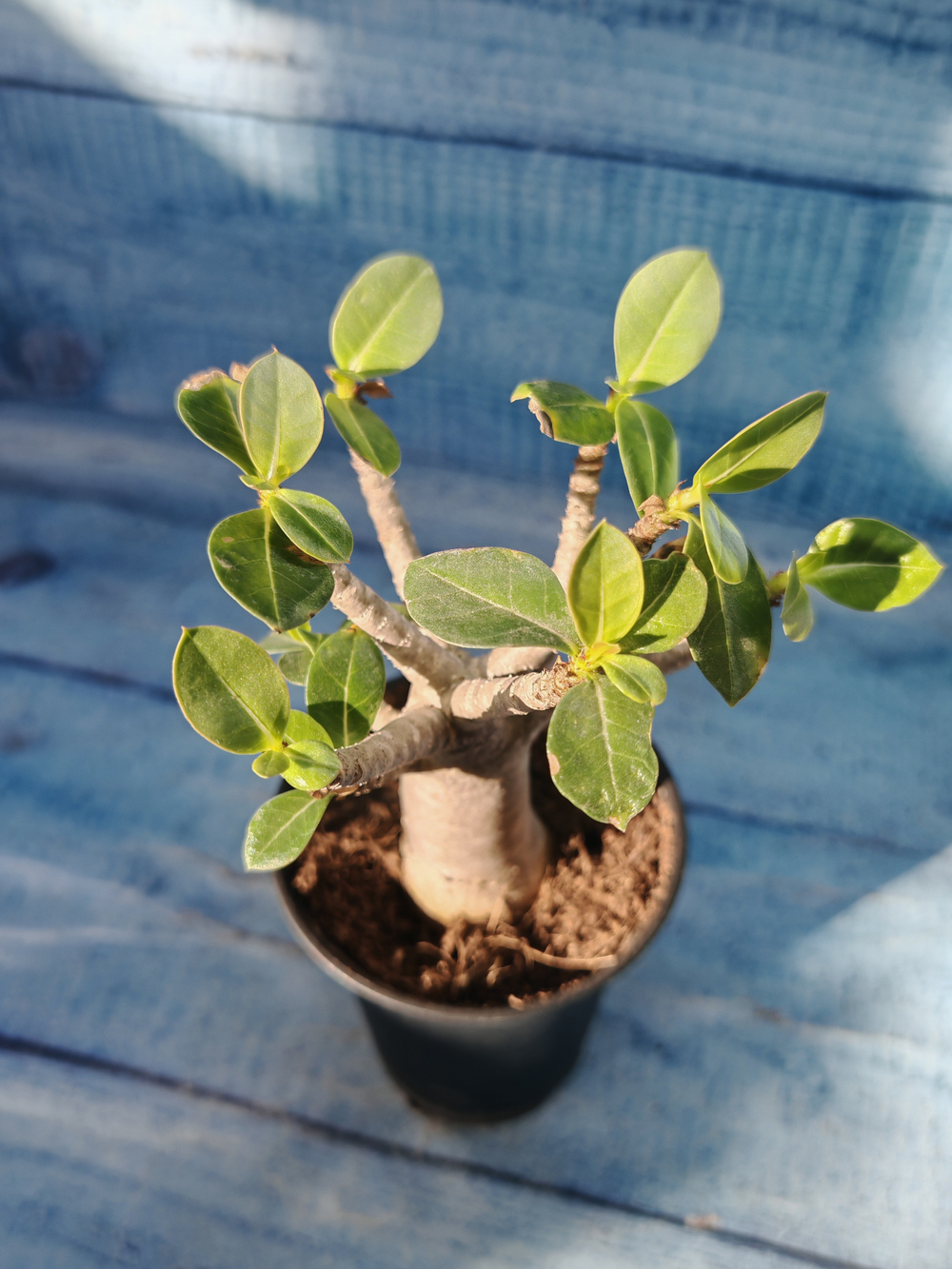 Adenium Baobab (Адениум)