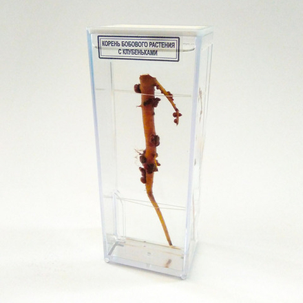 Влажный препарат «Корень бобового растения с клубеньками»