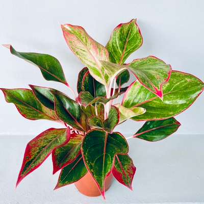Аглаонема "Красная" (3 ствола)