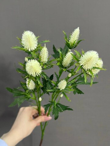 Эрингиум белый (h68 см)