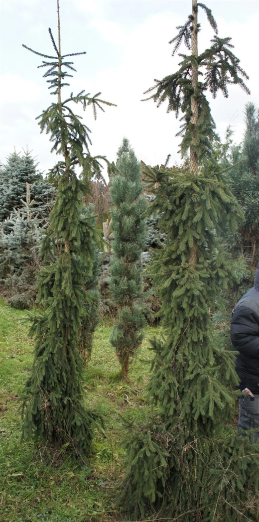 Ель обыкновенная Ротенхаус С5 20-30 см Закупка М49 весна 2026
