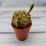 Gymnocalycium Friedrichii (Гимнокалициум)