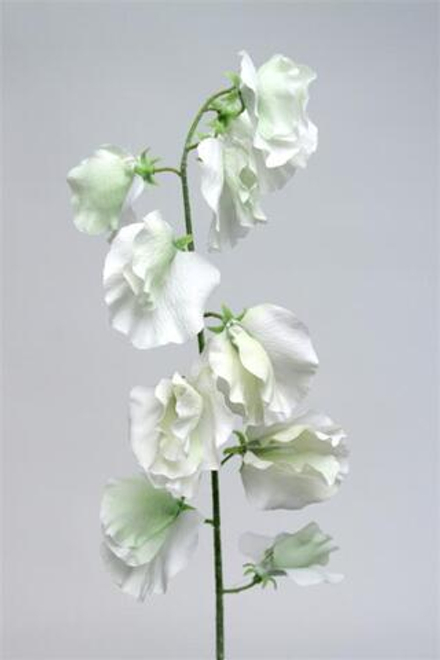 Горошек душистый белый