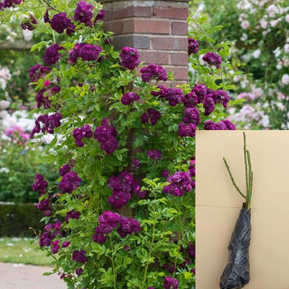 Роза Блю Маджента плетистая саженец с ОКС.