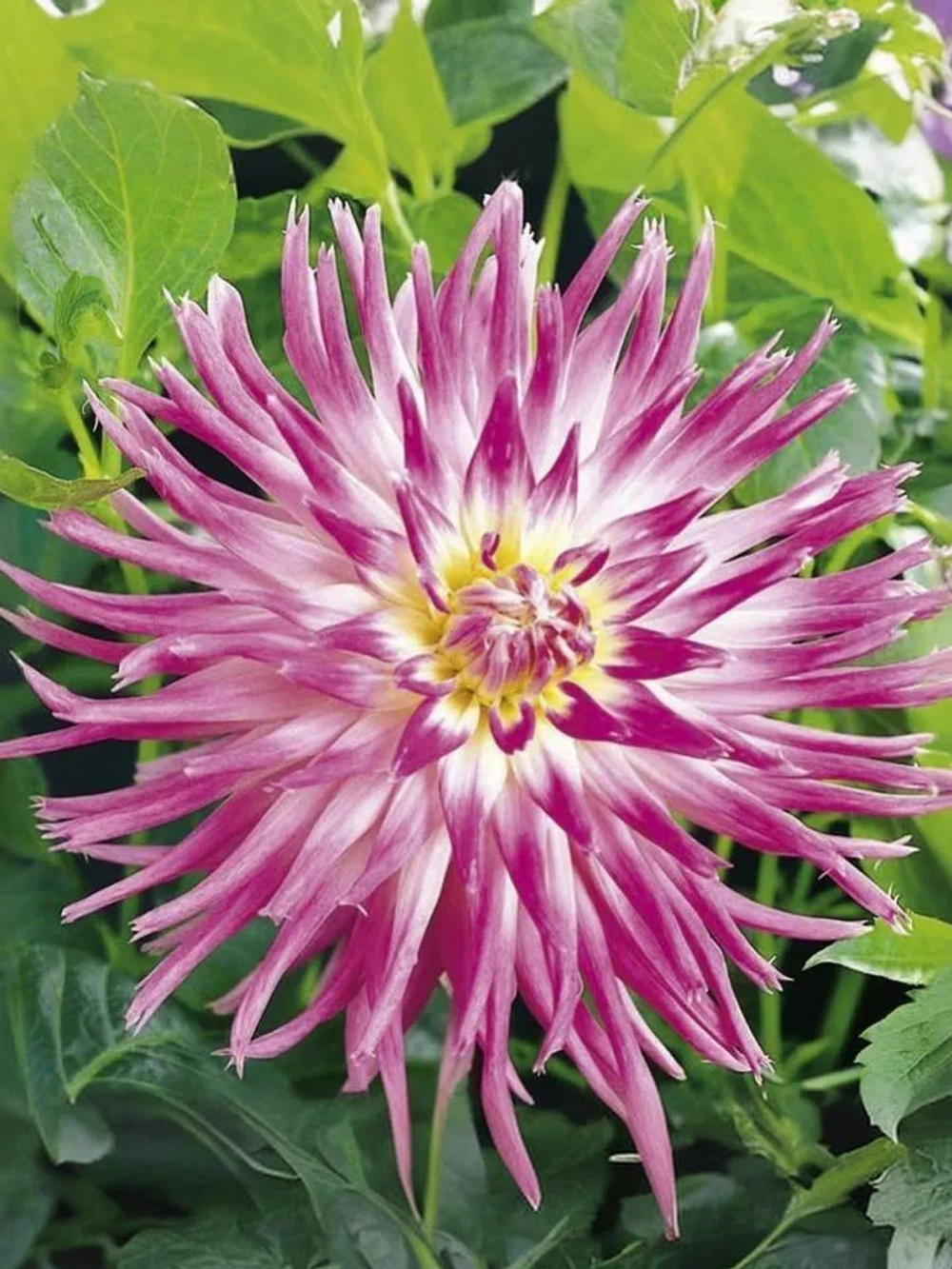 Георгин кактусовидный Веритейбл