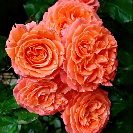 Роза Эмильен Гийо (шраб)