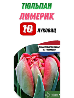 Тюльпан Луковица, Лимерик, 10шт
