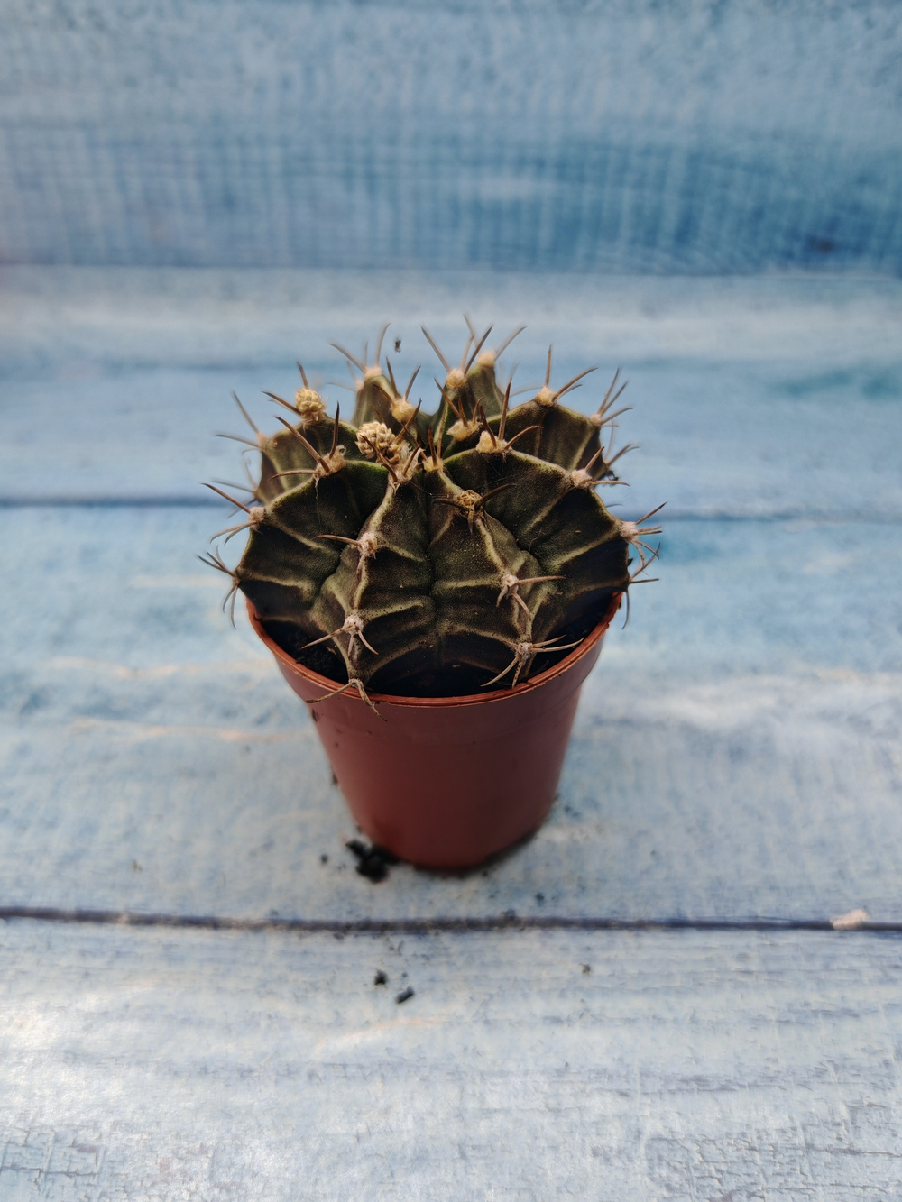 Gymnocalycium Friedrichii (Гимнокалициум)